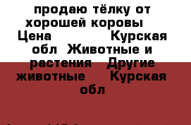 продаю тёлку от хорошей коровы  › Цена ­ 31 000 - Курская обл. Животные и растения » Другие животные   . Курская обл.